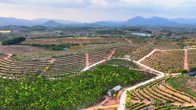 航拍海南火龙果基地 火龙果开花