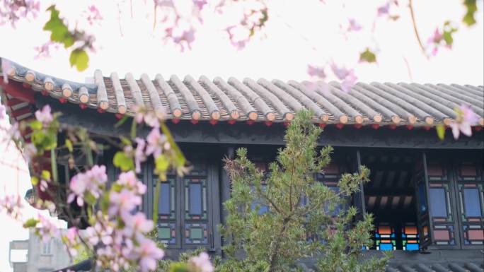 春天的岭南以中式古建筑为背景的花和树