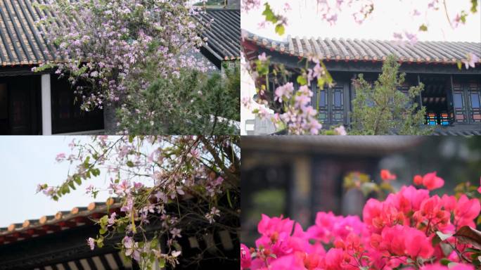 春天的岭南以中式古建筑为背景的花和树