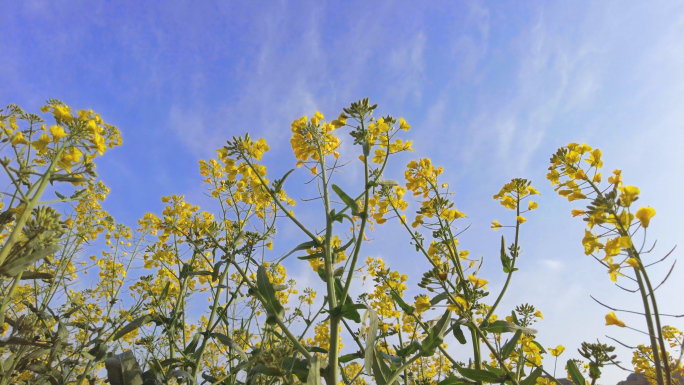 油菜花