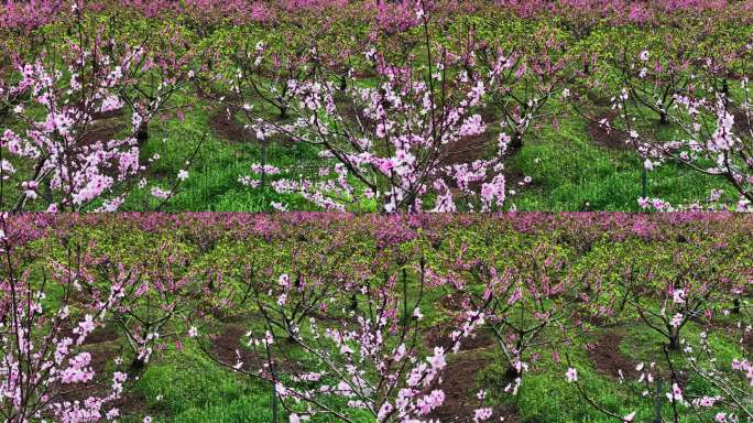 春天阳光下果园里的桃树开花了