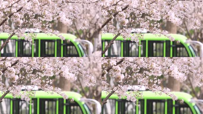 春天樱花树蜜蜂采蜜特写镜头
