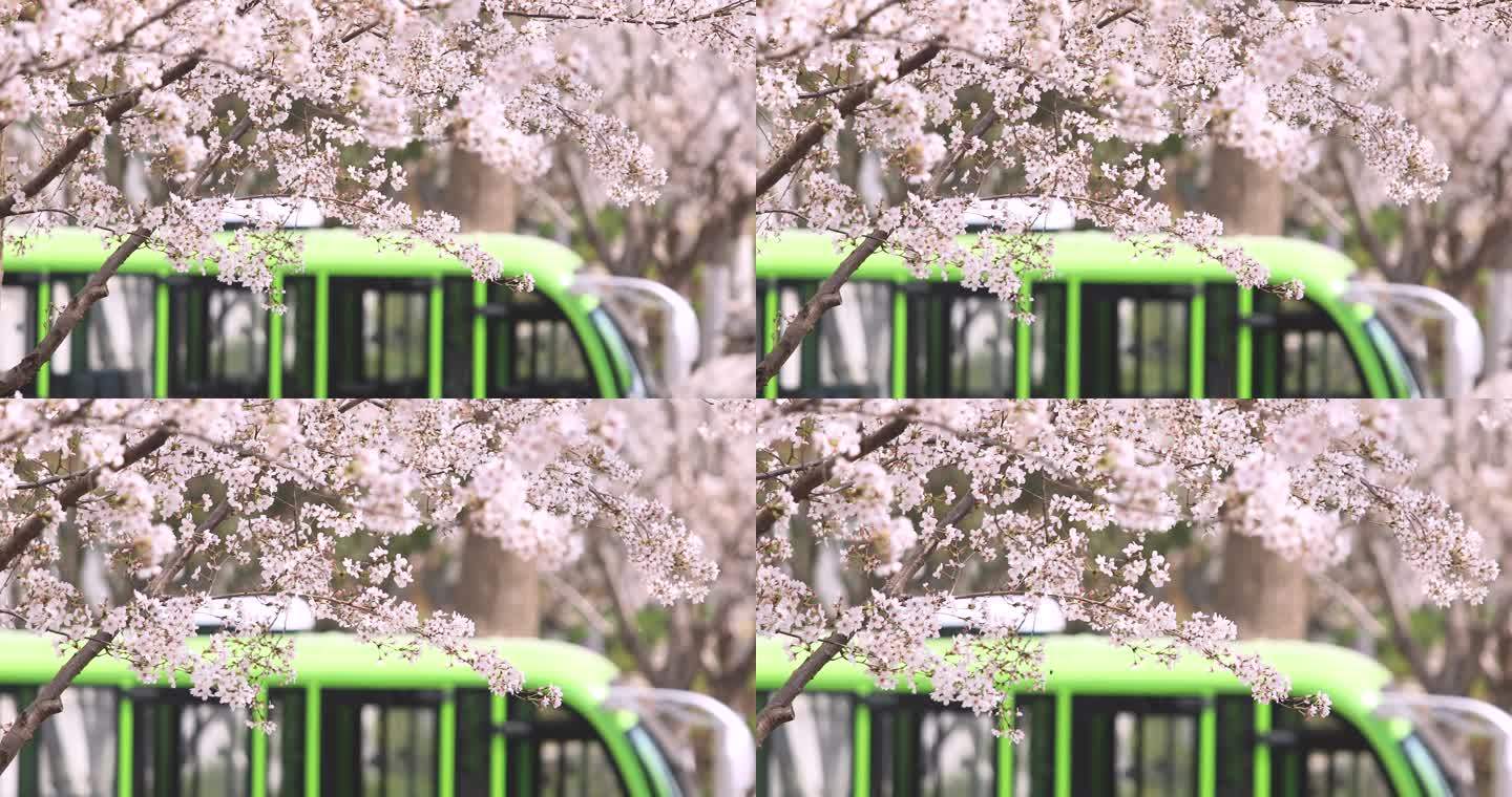 春天樱花树蜜蜂采蜜特写镜头