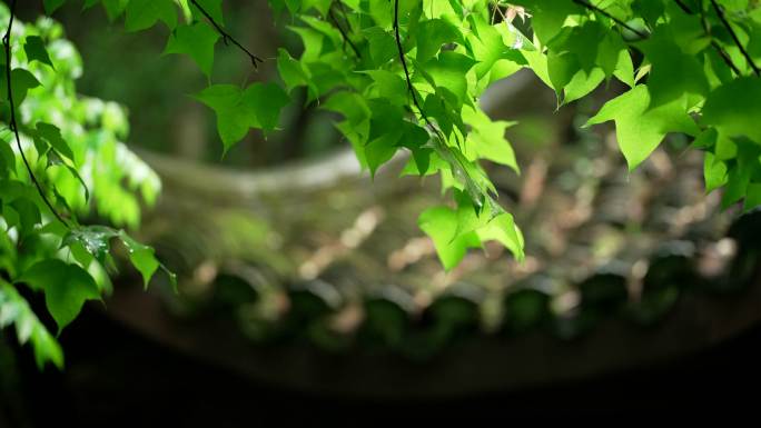 杭州虎跑下雨天绿色树林中亭子屋檐水珠滴落