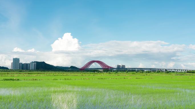 广州南沙明珠湾大桥和水稻田4k延时