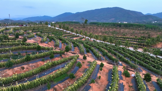 航拍海南火龙果基地 火龙果开花