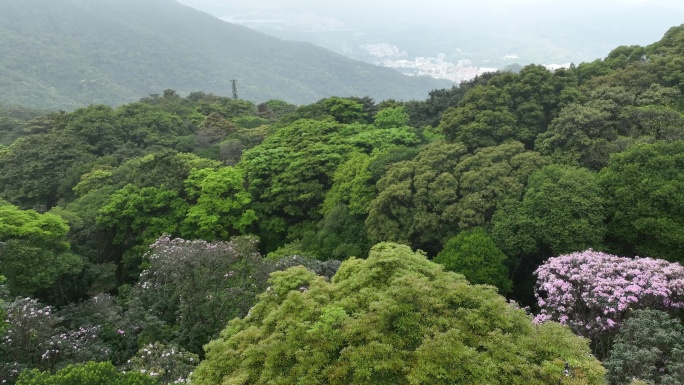 深圳梧桐山毛棉杜鹃花