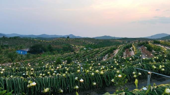 航拍海南火龙果基地 火龙果开花