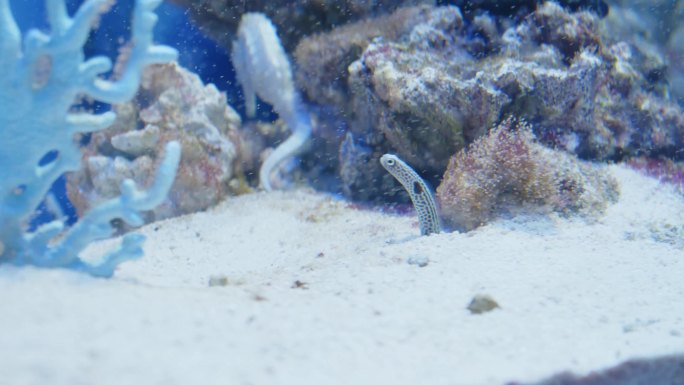 海马鱼花园鳗海洋生物观赏