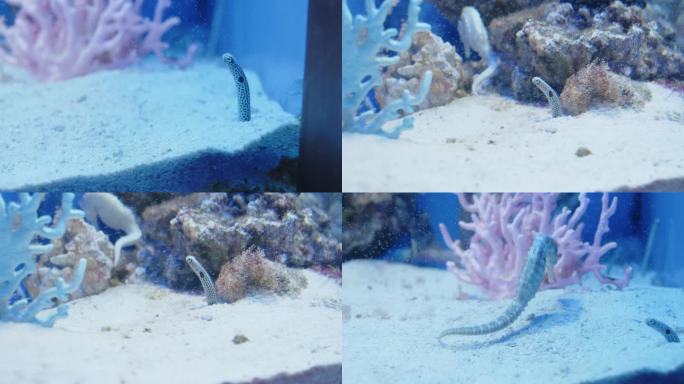海马鱼花园鳗海洋生物观赏