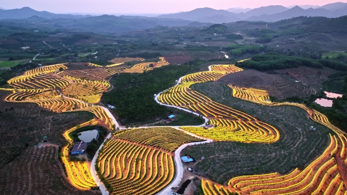 航拍海南火龙果基地 火龙果开花