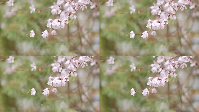 伊犁雪中的花开伊犁春天