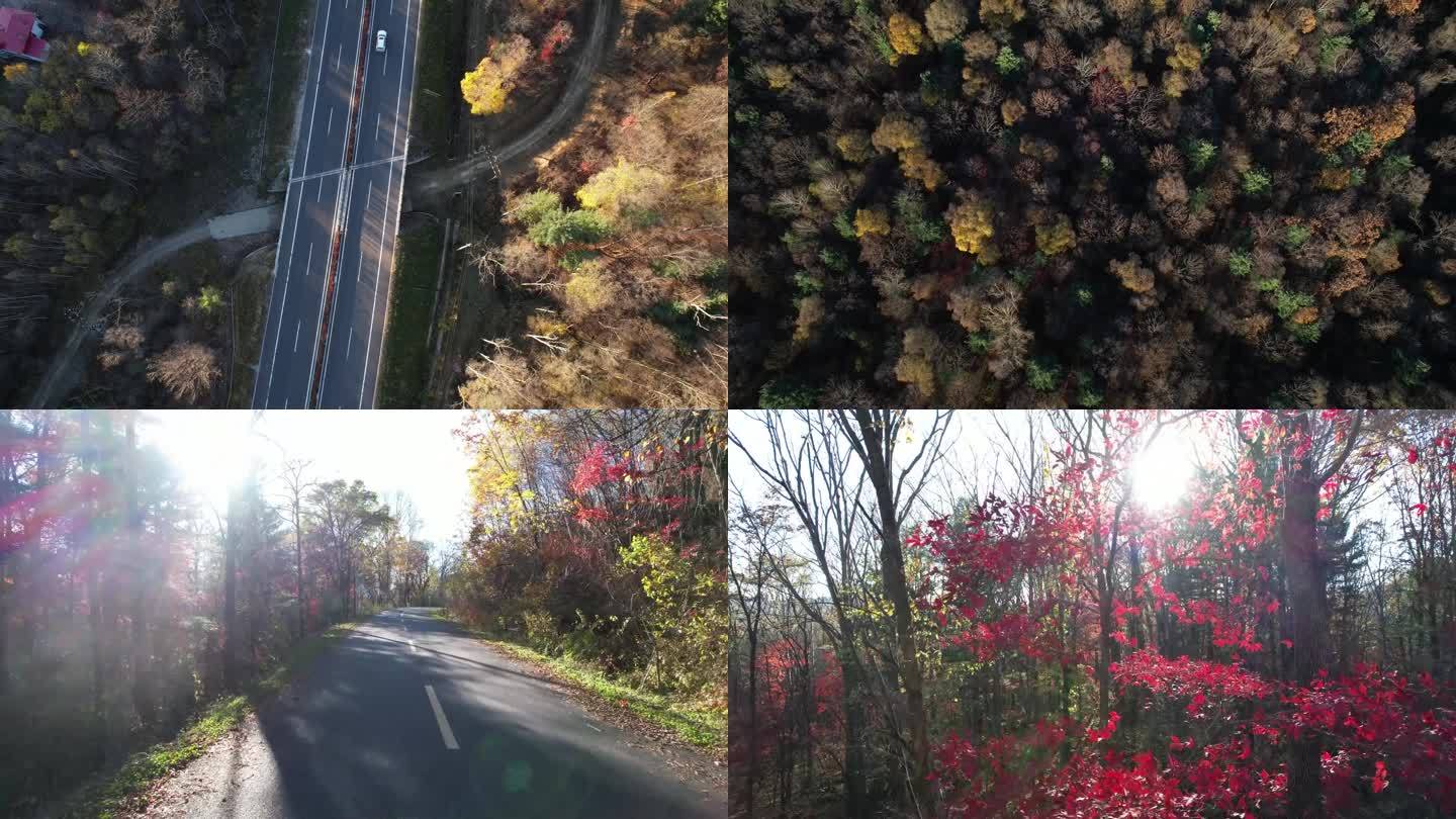 秋色 森林 美丽秋景 东北秋季 秋天