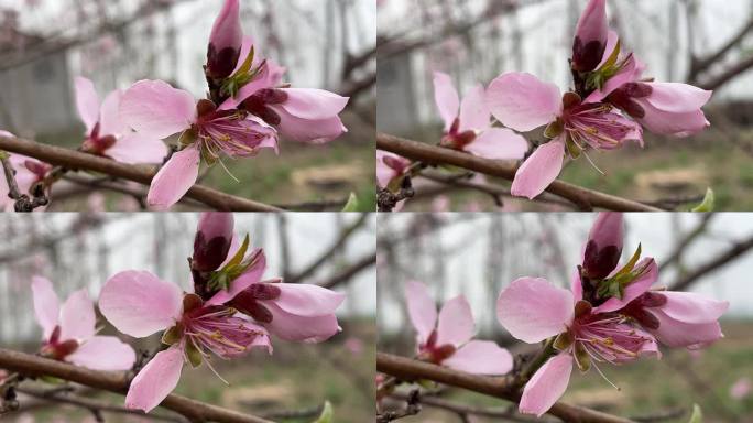 春天盛开的花朵