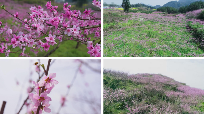 桃花 桃花林 桃花源 花 采蜜 蜜蜂特写