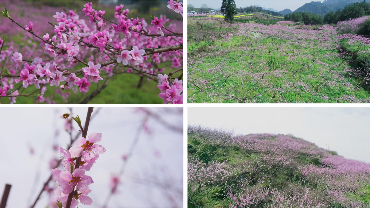 桃花 桃花林 桃花源 花 采蜜 蜜蜂特写