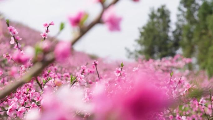 桃花 桃花林 桃花源 花 采蜜 蜜蜂特写