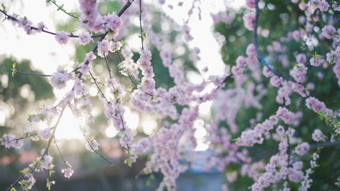 阳光透过花逆光花