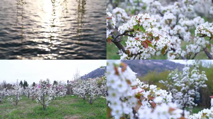 春天河边的的梨花