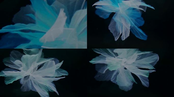 唯美  花朵 唯美 蓝光 慢动作