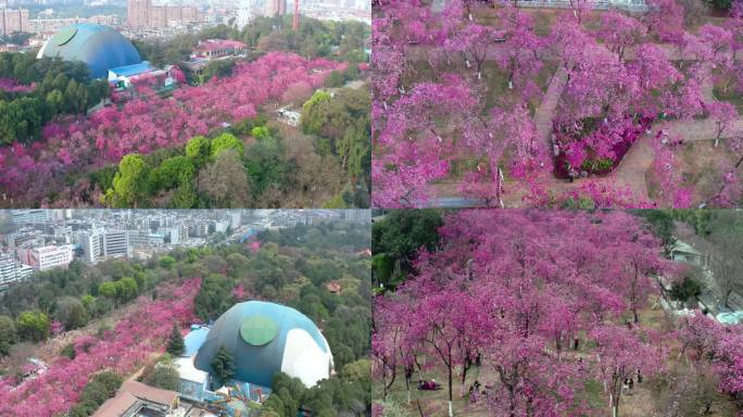 圆通山樱花航拍 昆明圆通山 云南昆明