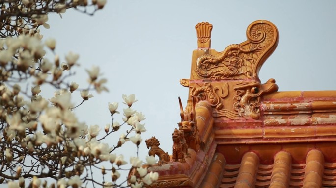 春天古建筑与盛开的玉兰花空镜
