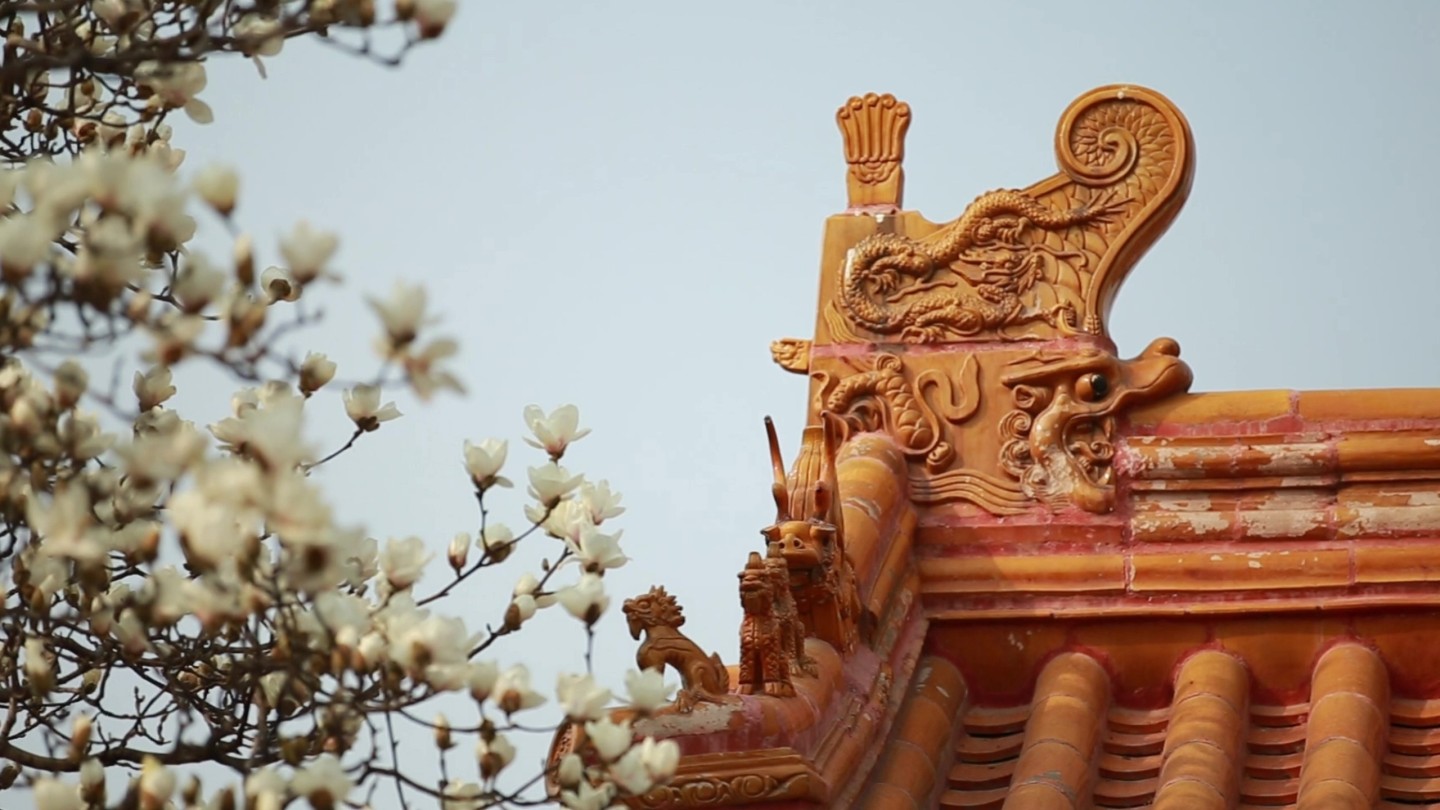 春天古建筑与盛开的玉兰花空镜