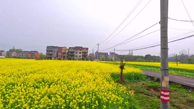 东梓关村油菜花花海