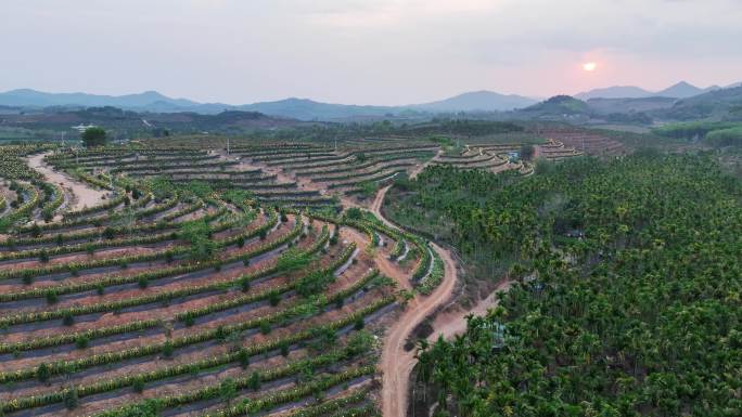 航拍海南火龙果基地 火龙果开花