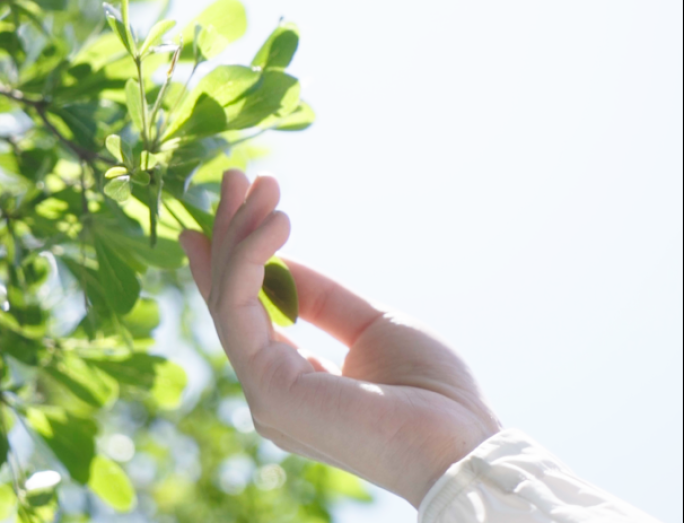 超清实拍户外光斑绿植草树摸叶空镜log