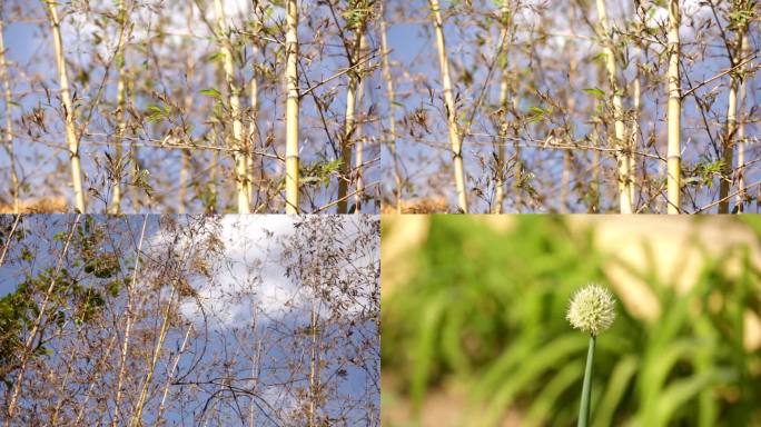 【镜头合集】金银花藤金银花开花中药材草3