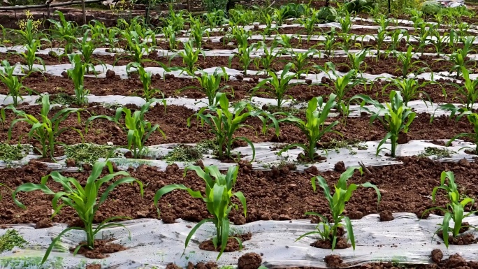 玉米秧苗地膜覆盖栽培