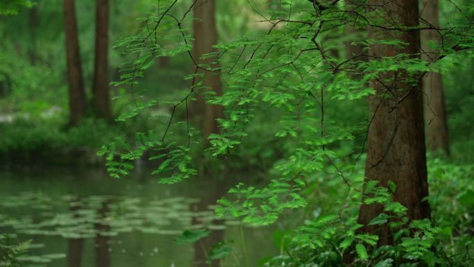 杭州虎跑雨天雨滴打在绿色树枝叶子落在水面