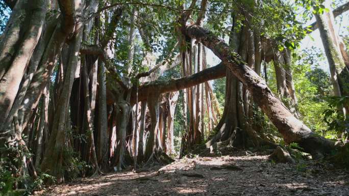 云南旅游风光德宏盈江独木成林榕树王全景