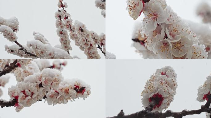 雪中白桃花