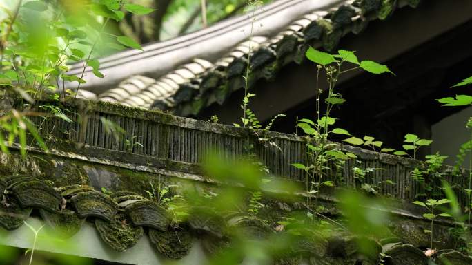 杭州虎跑古建筑屋檐顶上长着绿色青苔和小草