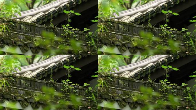 杭州虎跑古建筑屋檐顶上长着绿色青苔和小草