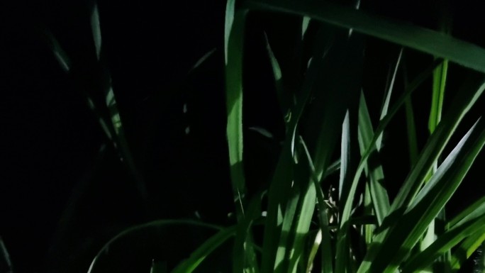 孤独的小路野草丛生夜晚手电筒照明漆黑一片