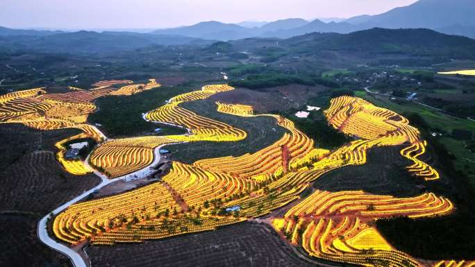 航拍海南火龙果基地 火龙果开花