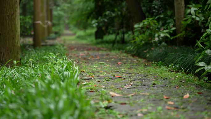 杭州虎跑雨后树林中绿色的小道上飘满落叶