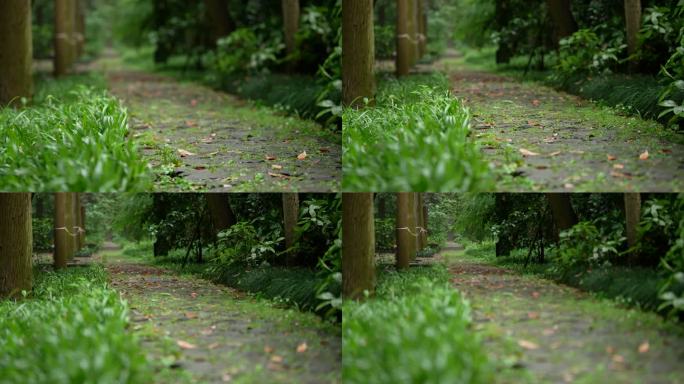 杭州虎跑雨后树林中绿色的小道上飘满落叶