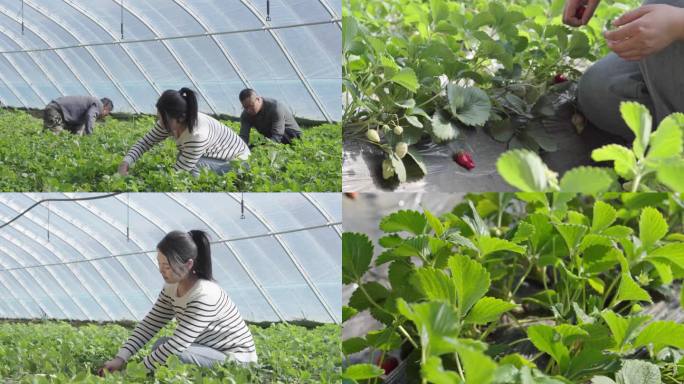 原创大棚种植草莓视频素材