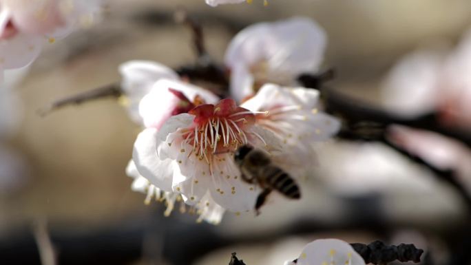 微距拍摄蜜蜂与桃花