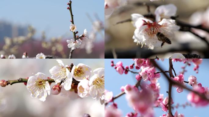 微距拍摄蜜蜂与桃花