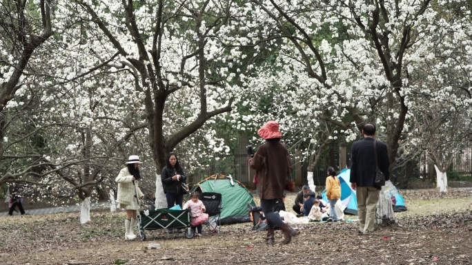 春天成都植物园梨花开市民游客梨园赏花游览