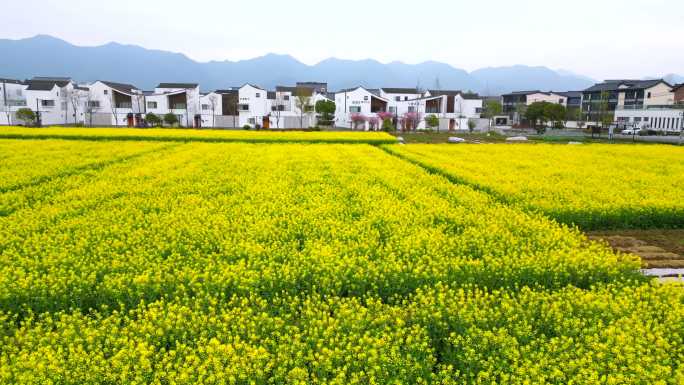 富阳富春江东梓关油菜花海