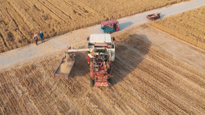 田野收割机正在卸麦子