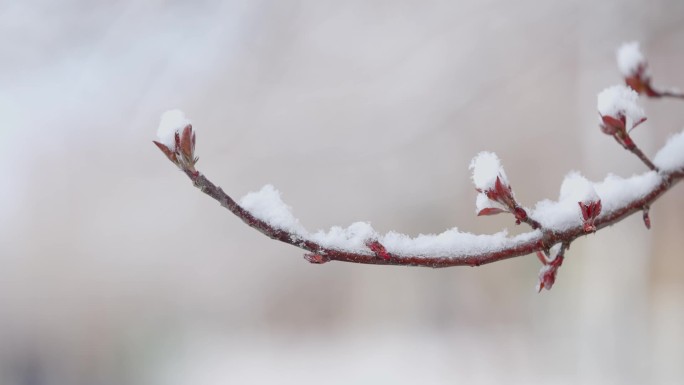 伊犁雪中的花开伊犁春天