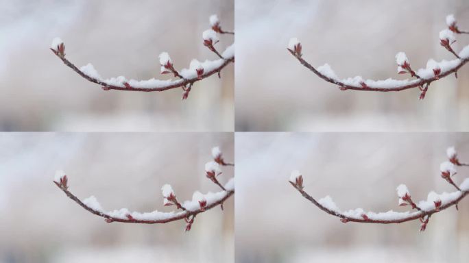 伊犁雪中的花开伊犁春天