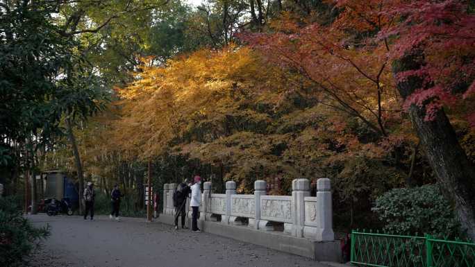 杭州九溪秋天早晨金黄的枫树叶摄影师在拍照